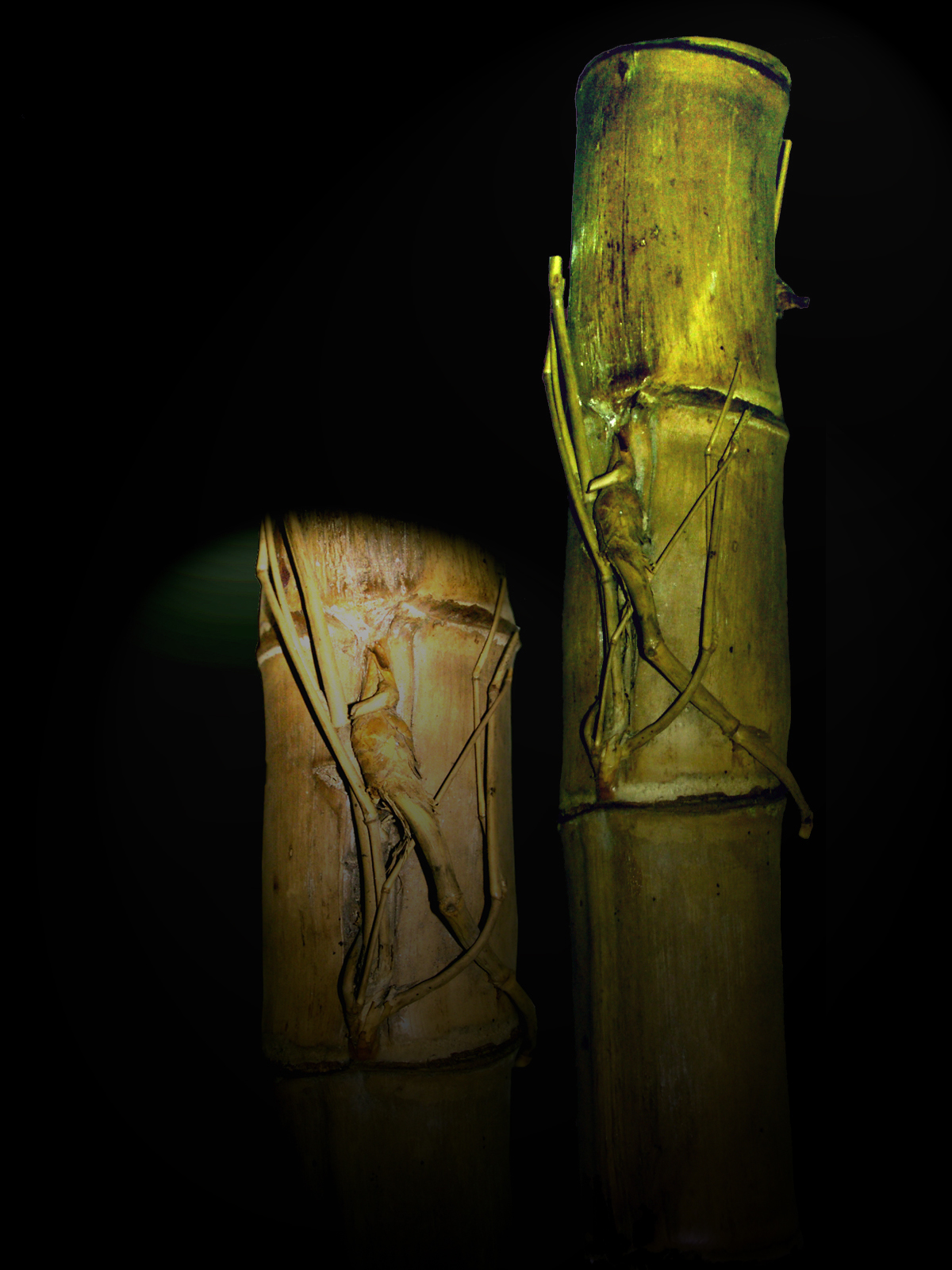 Bambu Pethuk  indonesianmyth